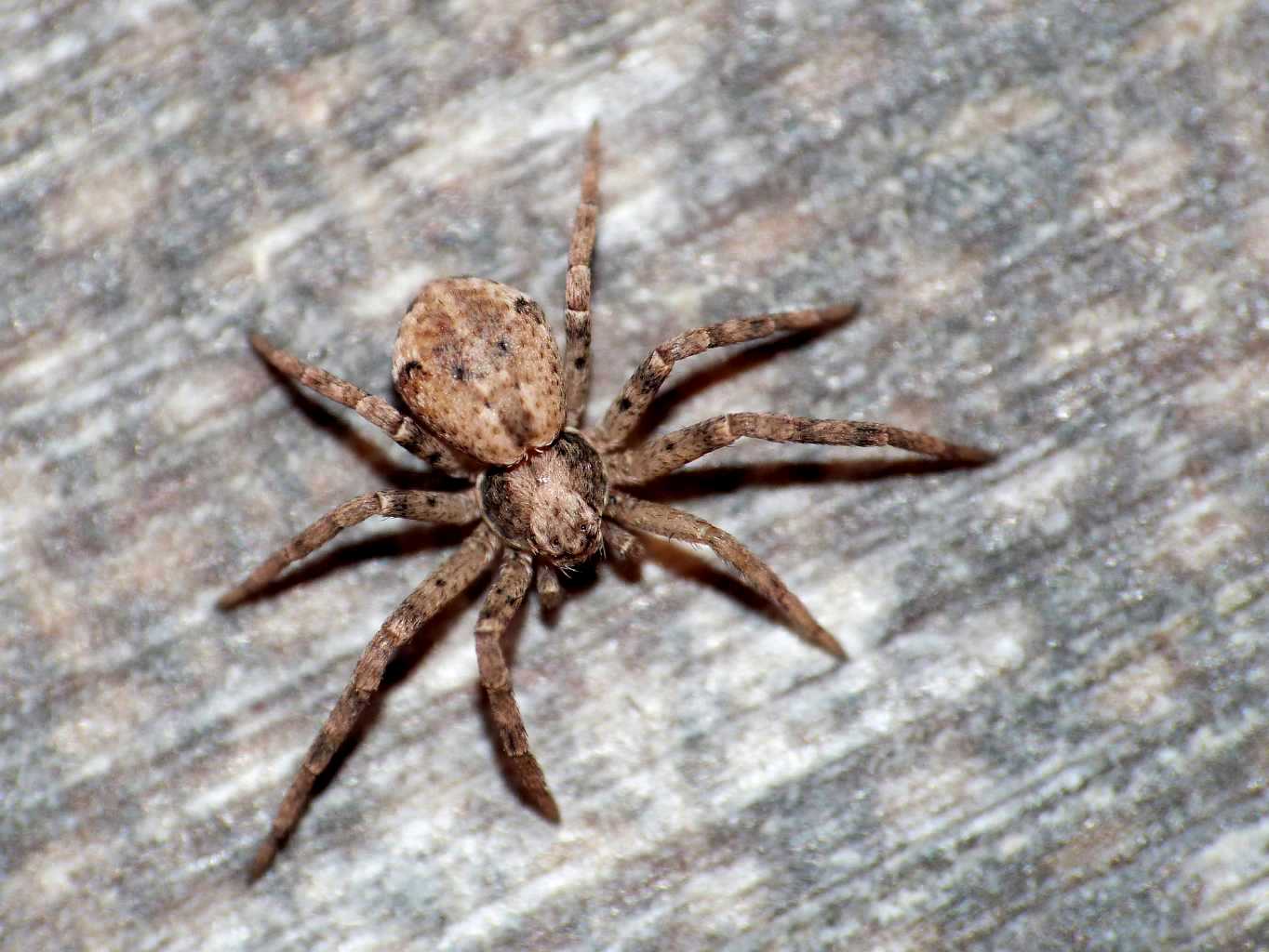 Pulchellodromus bistigma - Ostia (RM)
